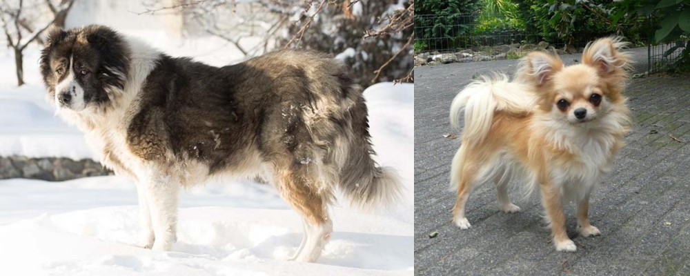Long Haired Chihuahua vs Caucasian Shepherd - Breed Comparison