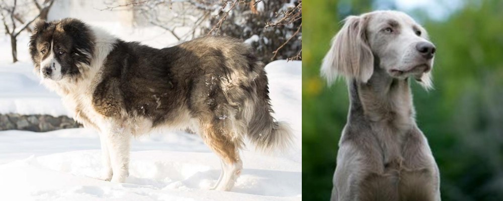 Longhaired Weimaraner vs Caucasian Shepherd - Breed Comparison