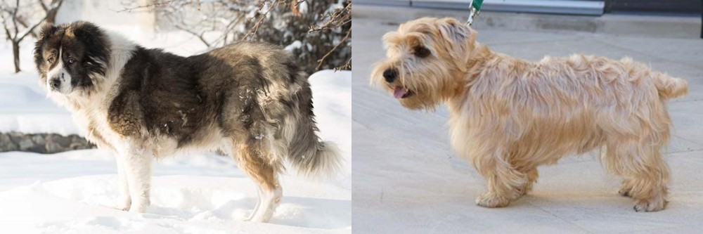Lucas Terrier vs Caucasian Shepherd - Breed Comparison