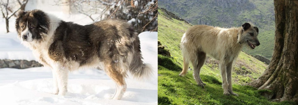 Lurcher vs Caucasian Shepherd - Breed Comparison