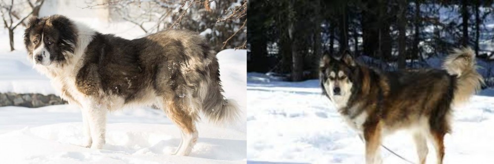 Mackenzie River Husky vs Caucasian Shepherd - Breed Comparison