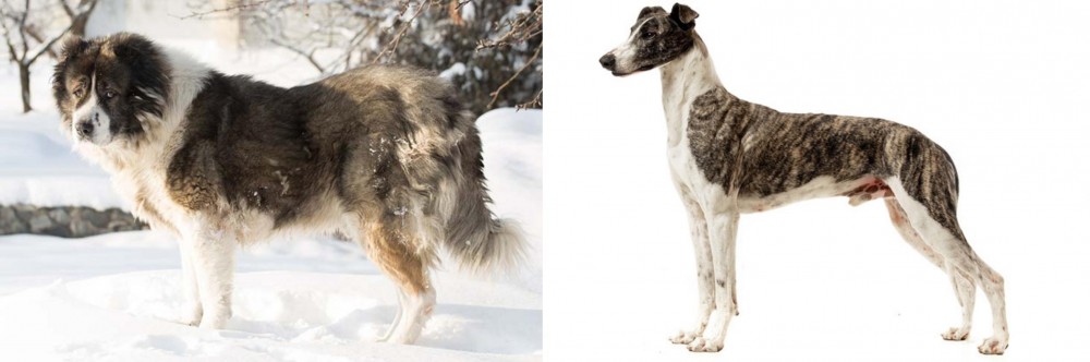 Magyar Agar vs Caucasian Shepherd - Breed Comparison