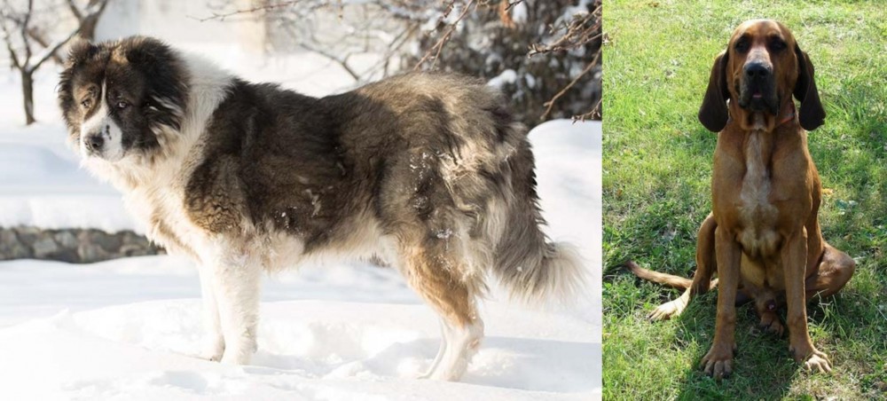 Majestic Tree Hound vs Caucasian Shepherd - Breed Comparison