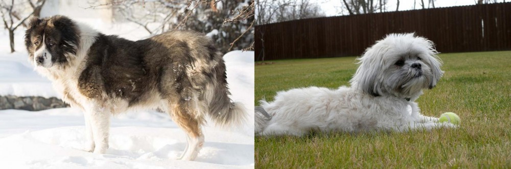 Mal-Shi vs Caucasian Shepherd - Breed Comparison