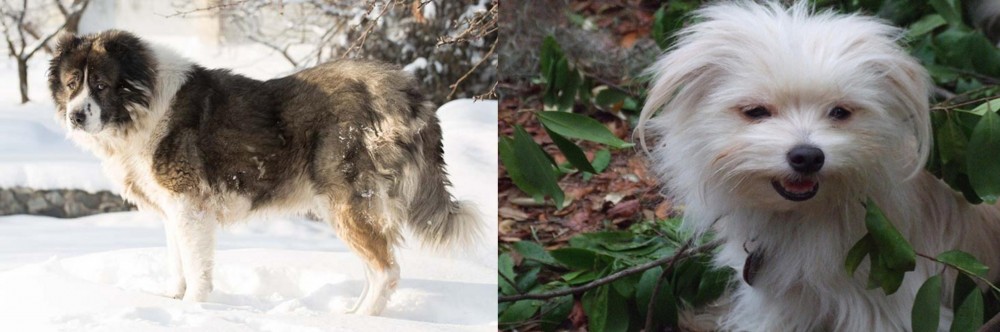 Malti-Pom vs Caucasian Shepherd - Breed Comparison