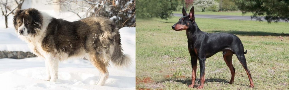 Manchester Terrier vs Caucasian Shepherd - Breed Comparison