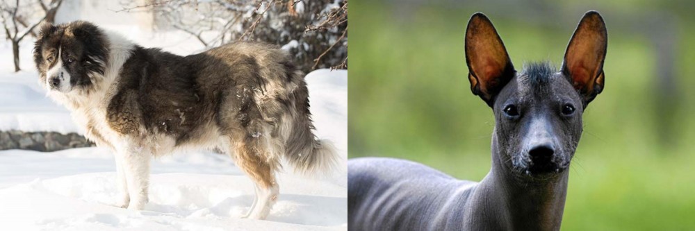 Mexican Hairless vs Caucasian Shepherd - Breed Comparison
