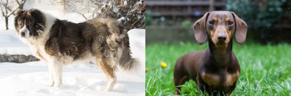 Miniature Dachshund vs Caucasian Shepherd - Breed Comparison