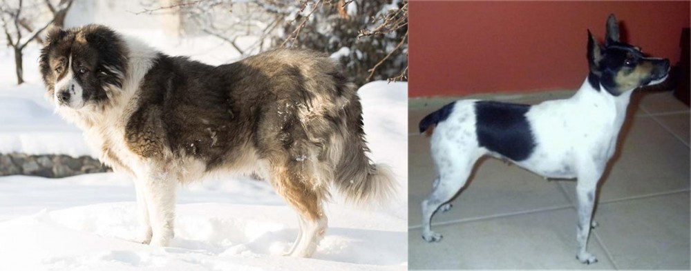 Miniature Fox Terrier vs Caucasian Shepherd - Breed Comparison