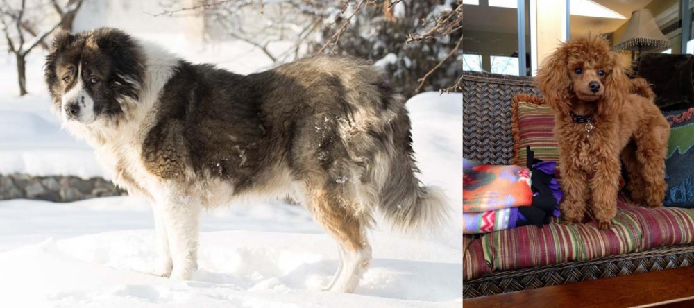 Miniature Poodle vs Caucasian Shepherd - Breed Comparison