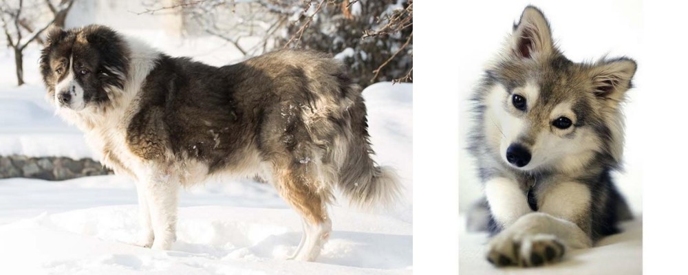 Miniature Siberian Husky vs Caucasian Shepherd - Breed Comparison