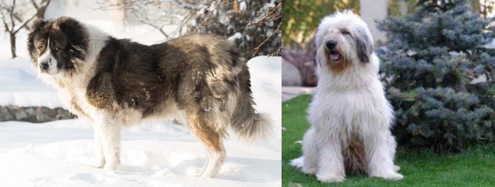 Mioritic Sheepdog vs Caucasian Shepherd - Breed Comparison