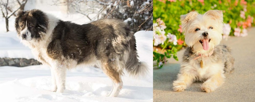 Morkie vs Caucasian Shepherd - Breed Comparison