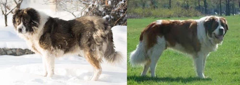 Moscow Watchdog vs Caucasian Shepherd - Breed Comparison