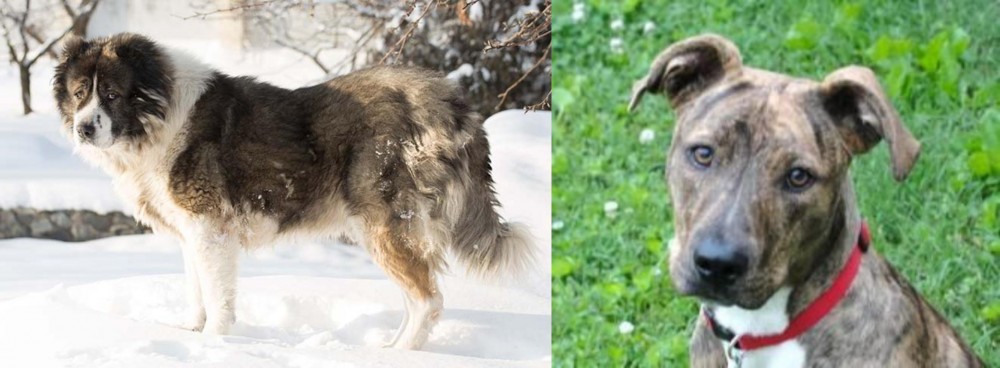 Mountain Cur vs Caucasian Shepherd - Breed Comparison