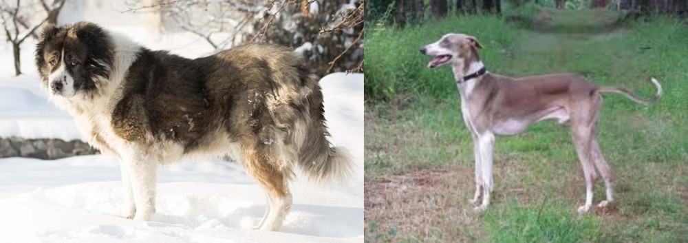 Mudhol Hound vs Caucasian Shepherd - Breed Comparison
