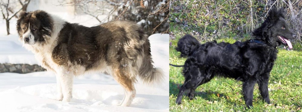 Mudi vs Caucasian Shepherd - Breed Comparison