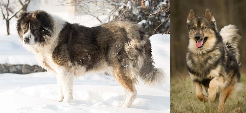 Native American Indian Dog vs Caucasian Shepherd - Breed Comparison