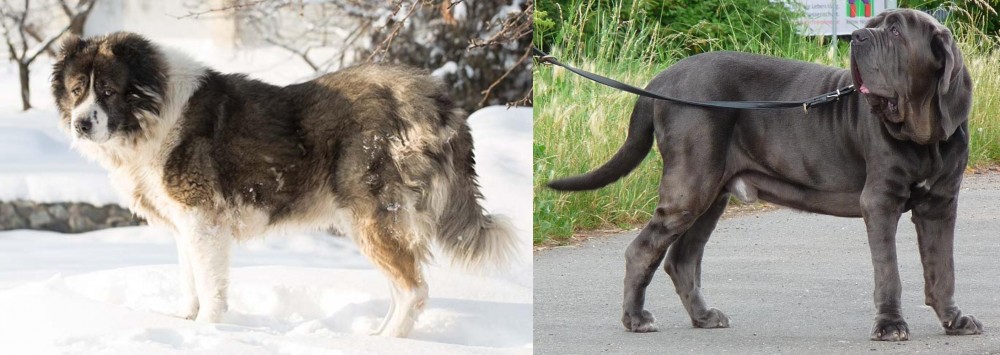 Neapolitan Mastiff vs Caucasian Shepherd - Breed Comparison