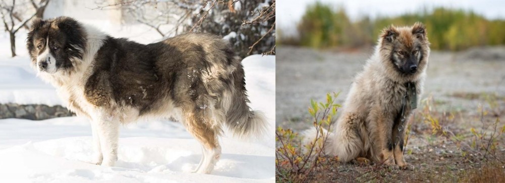 Nenets Herding Laika vs Caucasian Shepherd - Breed Comparison