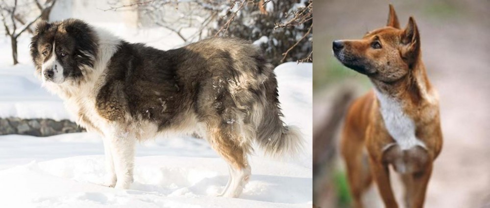New Guinea Singing Dog vs Caucasian Shepherd - Breed Comparison
