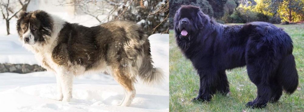 Newfoundland Dog vs Caucasian Shepherd - Breed Comparison