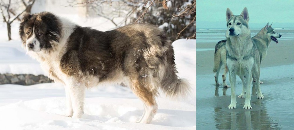Northern Inuit Dog vs Caucasian Shepherd - Breed Comparison
