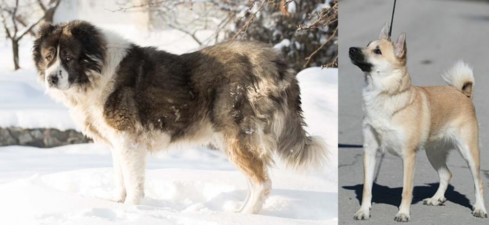 Norwegian Buhund vs Caucasian Shepherd - Breed Comparison