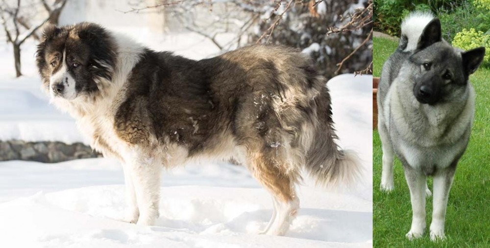 Norwegian Elkhound vs Caucasian Shepherd - Breed Comparison