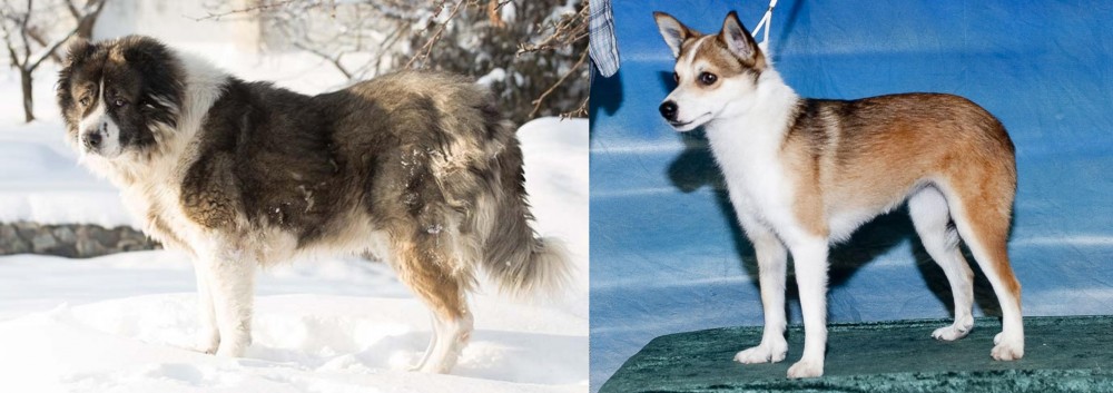 Norwegian Lundehund vs Caucasian Shepherd - Breed Comparison