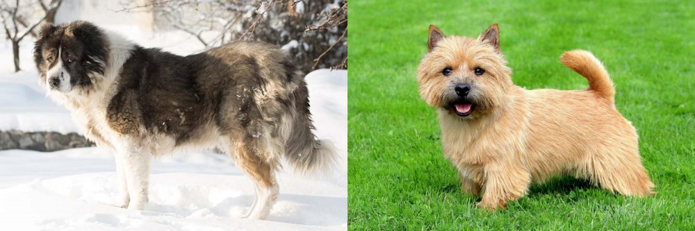 Norwich Terrier vs Caucasian Shepherd - Breed Comparison