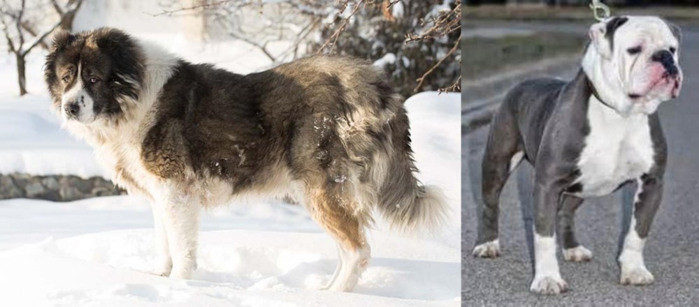 Old English Bulldog vs Caucasian Shepherd - Breed Comparison