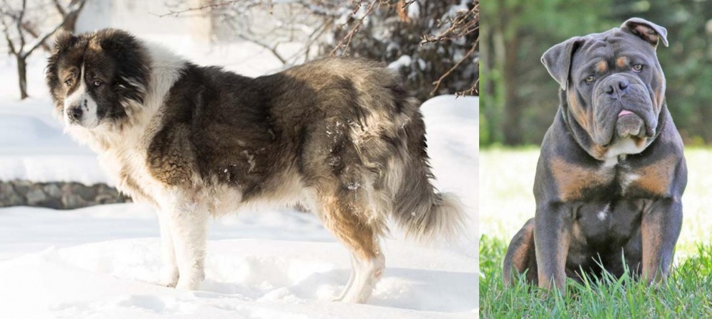 Olde English Bulldogge vs Caucasian Shepherd - Breed Comparison