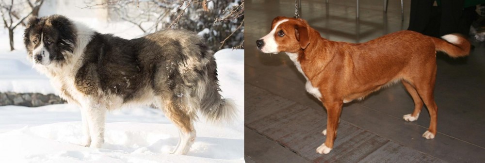 Osterreichischer Kurzhaariger Pinscher vs Caucasian Shepherd - Breed Comparison