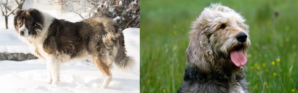 Otterhound vs Caucasian Shepherd - Breed Comparison