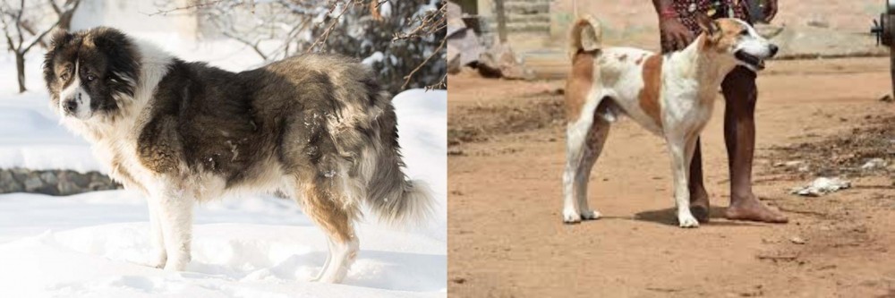 Pandikona vs Caucasian Shepherd - Breed Comparison