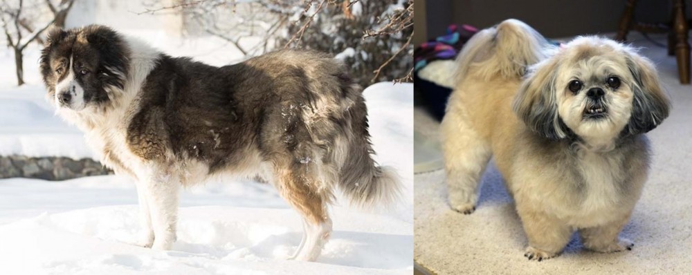 PekePoo vs Caucasian Shepherd - Breed Comparison