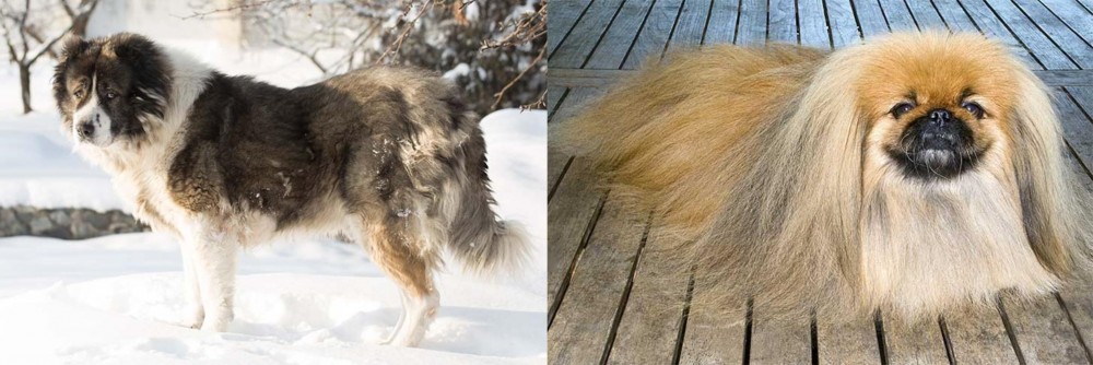 Pekingese vs Caucasian Shepherd - Breed Comparison