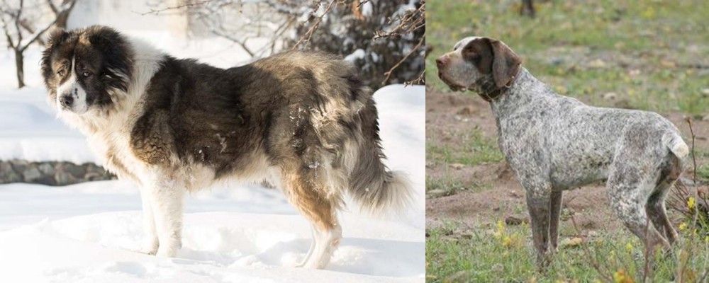 Perdiguero de Burgos vs Caucasian Shepherd - Breed Comparison