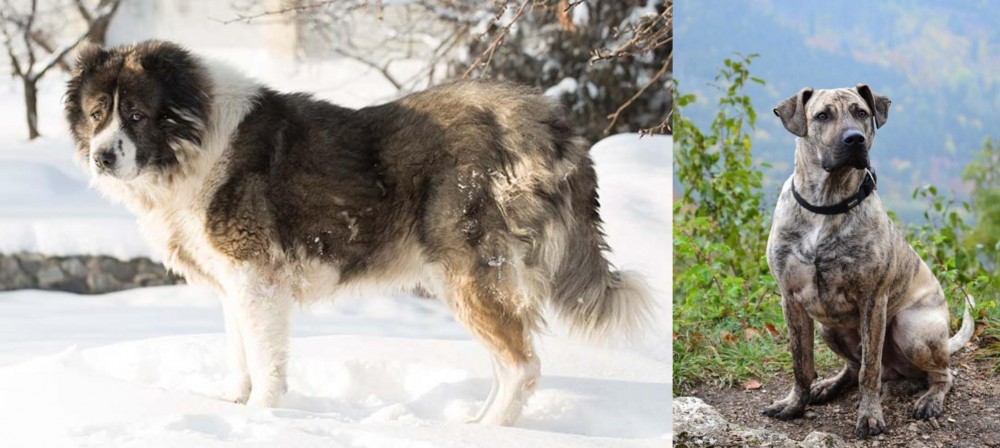 Perro Cimarron vs Caucasian Shepherd - Breed Comparison