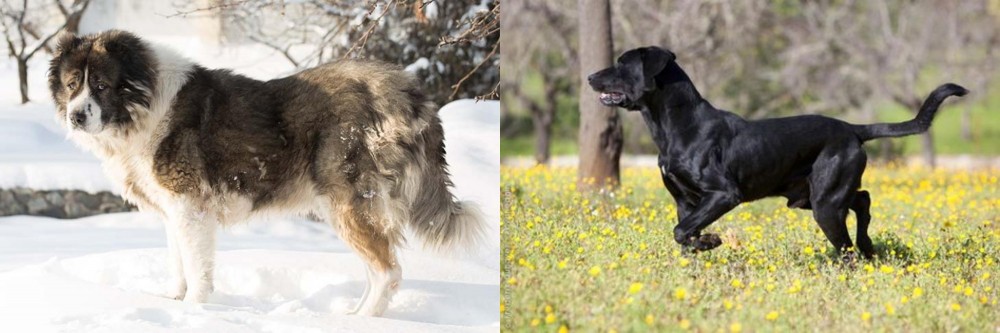 Perro de Pastor Mallorquin vs Caucasian Shepherd - Breed Comparison