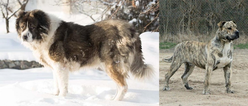 Perro de Presa Mallorquin vs Caucasian Shepherd - Breed Comparison