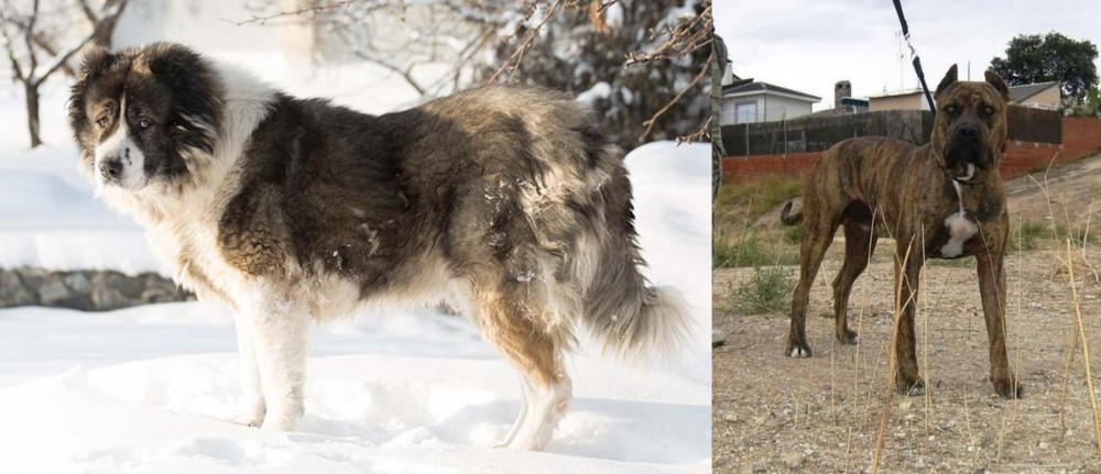 Perro de Toro vs Caucasian Shepherd - Breed Comparison