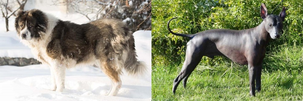 Peruvian Hairless vs Caucasian Shepherd - Breed Comparison