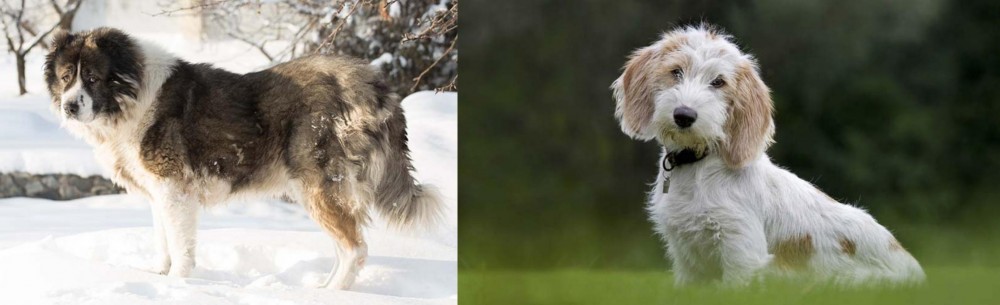 Petit Basset Griffon Vendeen vs Caucasian Shepherd - Breed Comparison