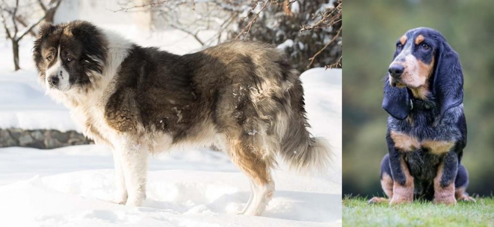 Petit Bleu de Gascogne vs Caucasian Shepherd - Breed Comparison