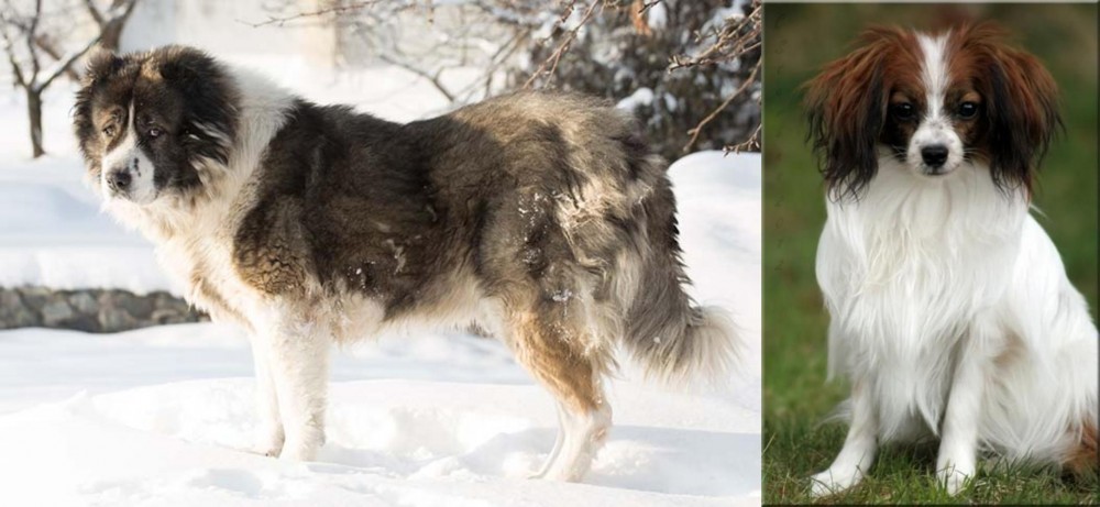 Phalene vs Caucasian Shepherd - Breed Comparison