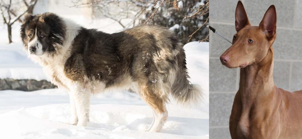 Pharaoh Hound vs Caucasian Shepherd - Breed Comparison