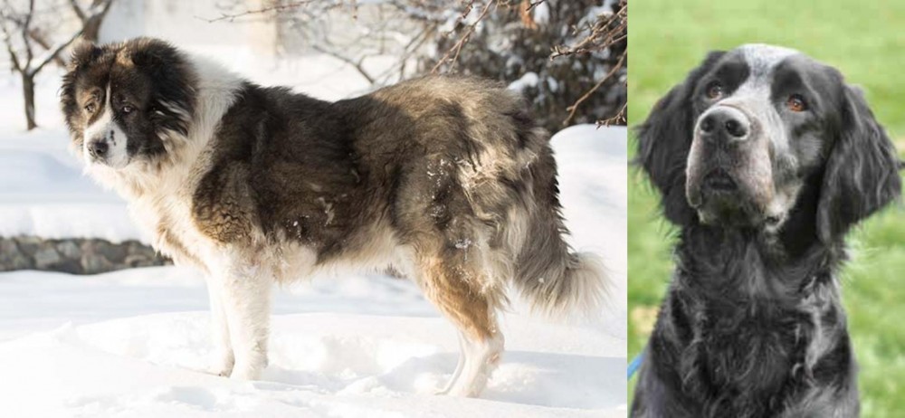 Picardy Spaniel vs Caucasian Shepherd - Breed Comparison