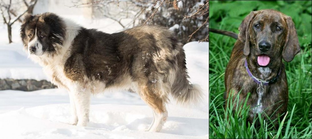 Plott Hound vs Caucasian Shepherd - Breed Comparison